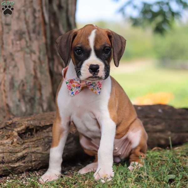 Ellie, Boxer Puppy